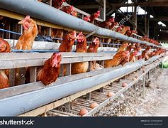 Image result for Chicken Poultry