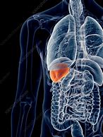 Image result for Spleen in Human Body