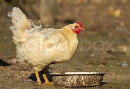 Image result for Chicken Drink Water