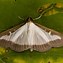 Image result for Box Moth Eggs