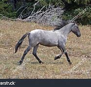 Image result for Blue Roan Horse Saddled