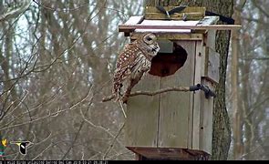 Image result for Barred Owl Nest Box