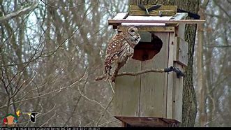 Image result for barred owl nest box camera