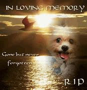 Image result for Lose a Dog GIF