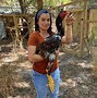 Image result for Malay Chicken