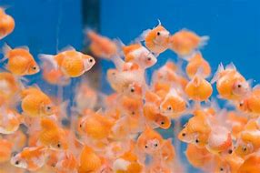 Image result for Newborn Goldfish