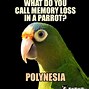 Image result for Bird Humor