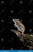 Image result for Real Mouse Standing