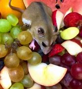 Image result for What Does Sugar Glider Eat