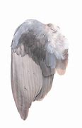 Image result for Kestrel Wings Folded