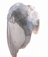 Image result for Kestrel Wings Folded