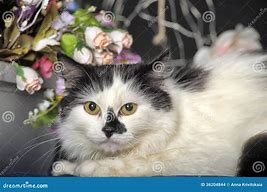 Image result for Big Fluffy Black and White Cat Spots