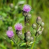 Image result for Scothc Thistle Weed