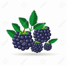 Image result for Free Clip Art Blackberries