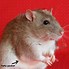 Image result for Fat Rat in Kitchen