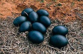 Image result for Chinese Black Chicken Eggs