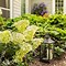 Image result for Potted Limelight Hydrangea Tree