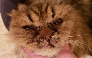 Image result for Crusty Eyes Cat