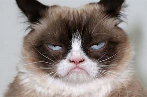 Image result for Grumpy Cat Species