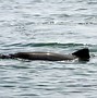 Image result for Largest Porpoise