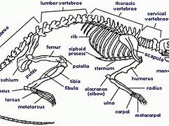 Image result for Rodent Bones