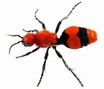 Image result for Red Velvet Ant