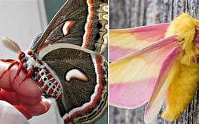 Image result for Pretty Moth Species