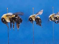 Image result for Blueberry Pollination Bees