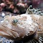 Image result for African Fish with Whisker