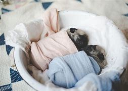 Image result for Newborn Pug Puppies