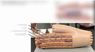 Image result for Cardiac Muscle Model