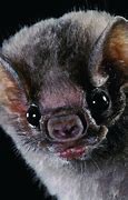 Image result for Dracula Vampire Bat