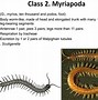 Image result for Arthropoda Phylum Tree