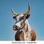 Image result for Stock Images Nguni Cattle