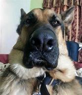 Image result for Funniest German Shepherds