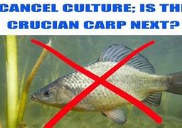 Image result for Guh Fish