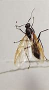 Image result for Male Flying Ants