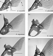 Image result for Fin Skeleton