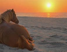 Image result for Beautiful Horse at Sunrise