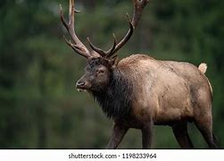 Image result for Non Typical Bull Elk