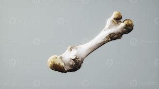 Image result for Animal Leg Bone Identification