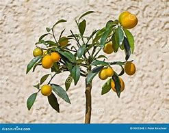 Image result for Tall Kumquat Tree