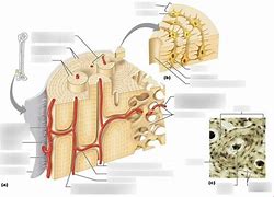 Image result for Osteon Labeling