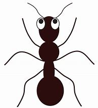 Image result for Deadly Panda Ant