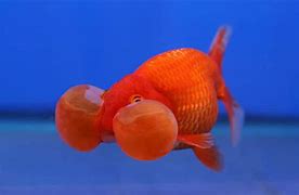 Image result for Bubble Fish