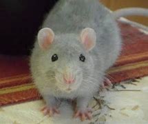 Image result for Fancy Rat