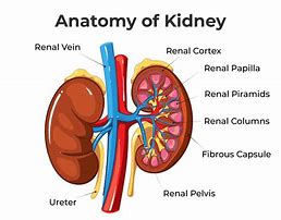 Image result for Structure of Excretory System