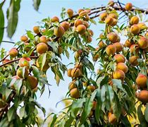 Image result for Aucfan Peach