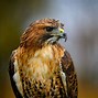 Image result for Hawk without Feathers