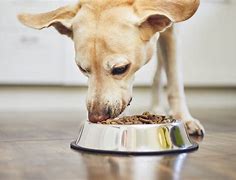 Image result for Feed a Dog